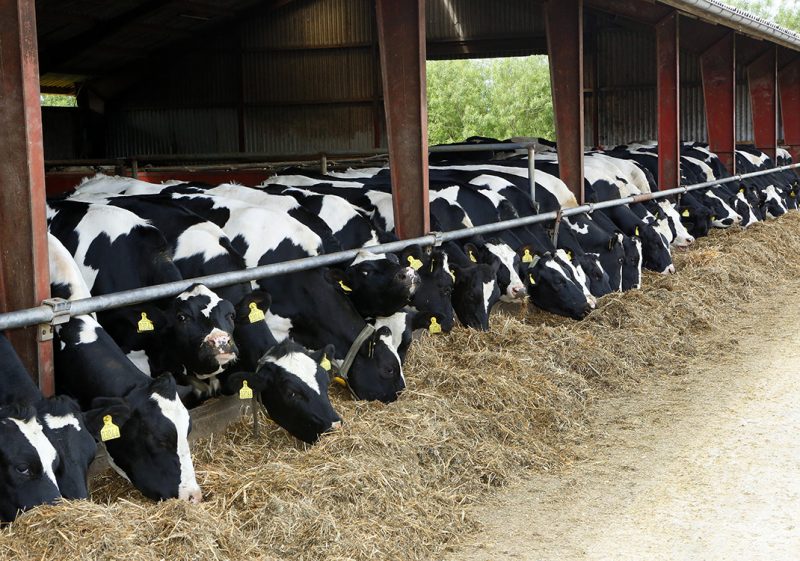 Cows grazing