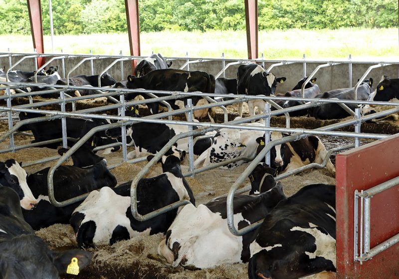 Cows resting in the barn