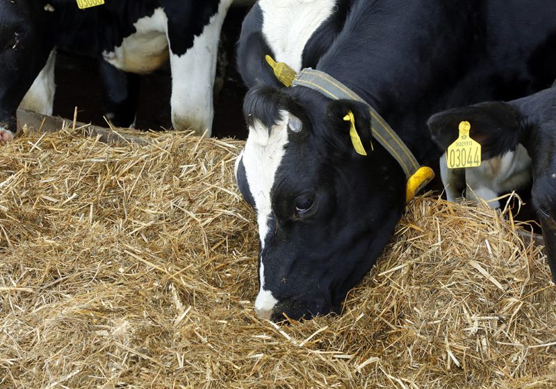 Grazing cow wearing the Nedap Smarttag Neck