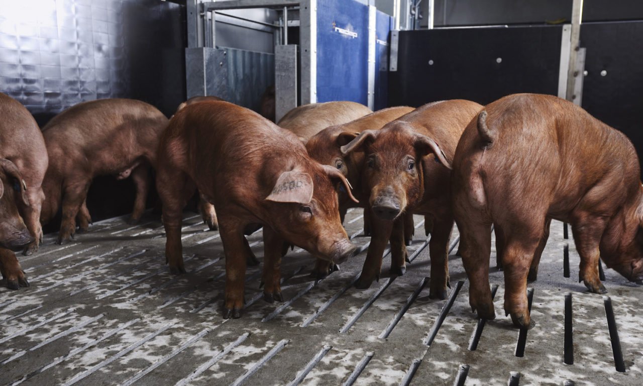 Pigs in front of the Nedap Pig Performance Testing station