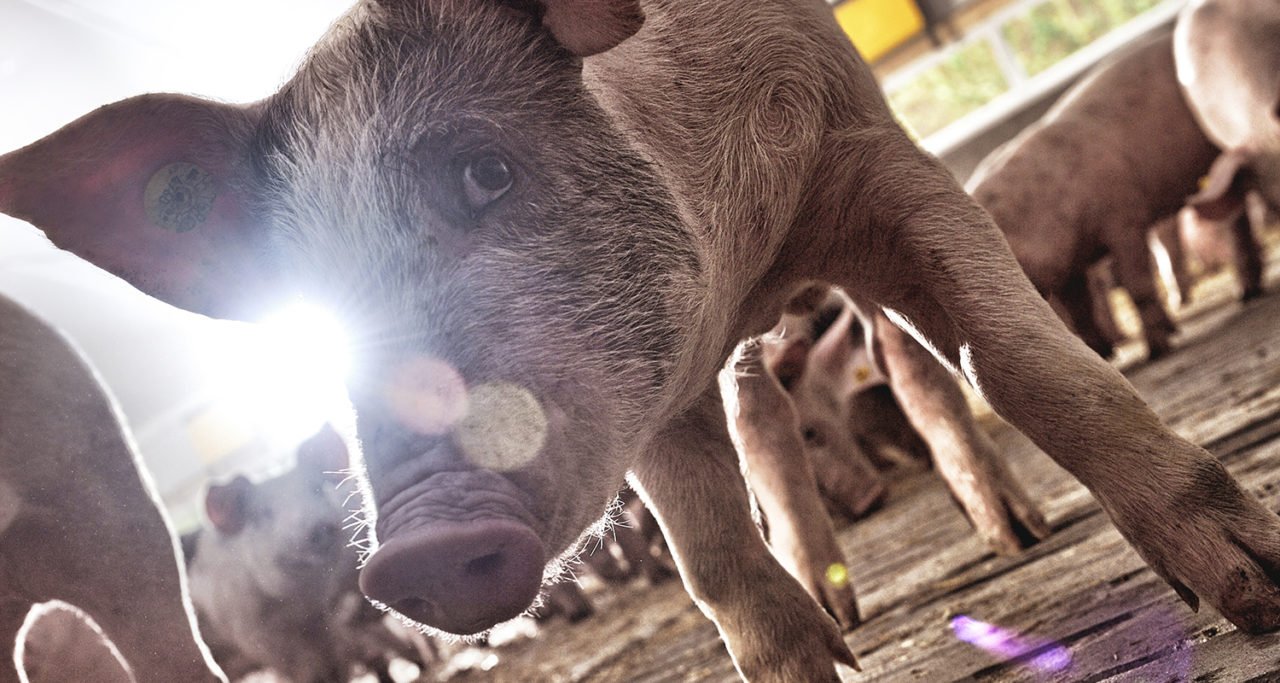 Close-up photo of a pig