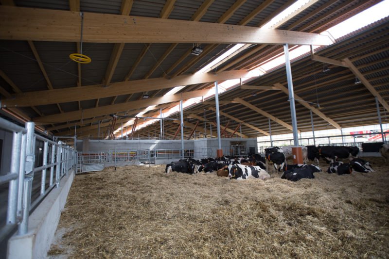 Nedap Cow Positioning - Rahn Farr farm