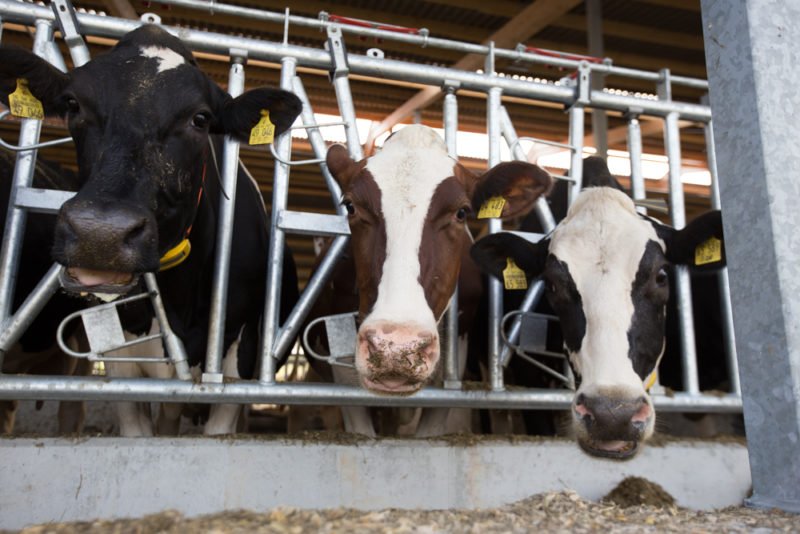 Cows with Nedap Smarttag Neck - Andrea Rahn Farr