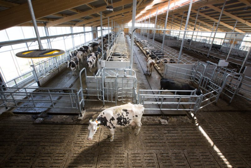 Nedap Cow Positioning - Andrea Rahn Farr