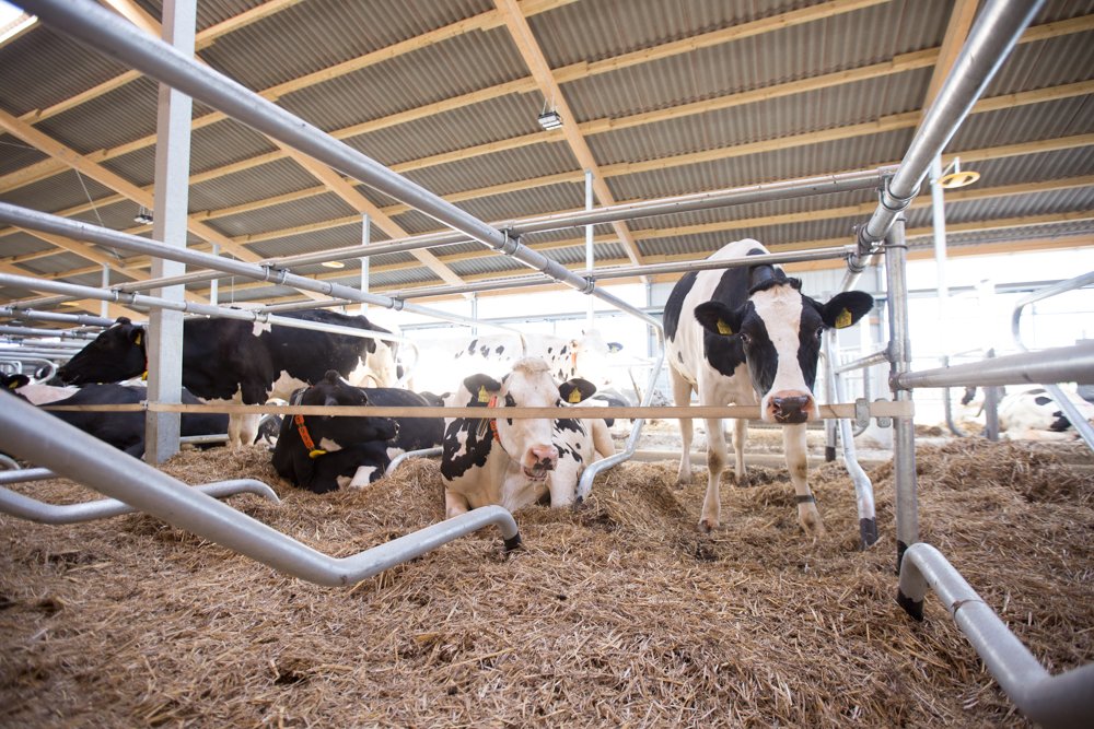 Cows with Nedap Smarttag Neck - Andrea Rahn Farr