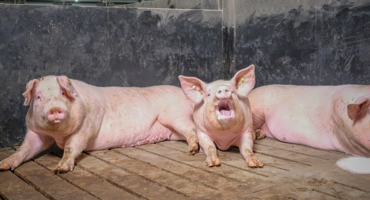 Pigs in ESF resting area