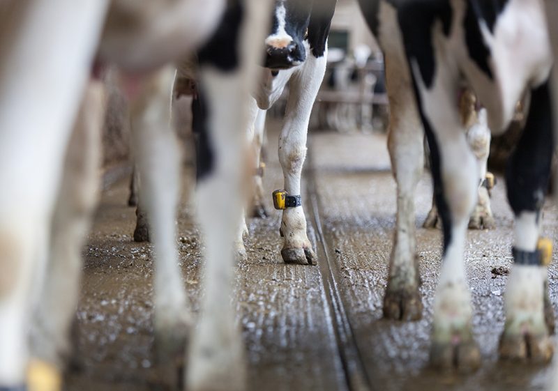 Cows with the Nedap Smarttag Leg