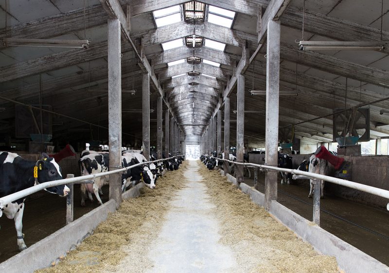 Nedap customer Schröder their barn