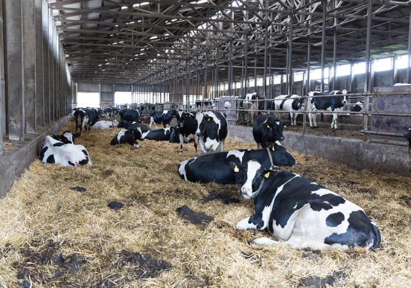 Cows with Nedap Smarttag Neck resting