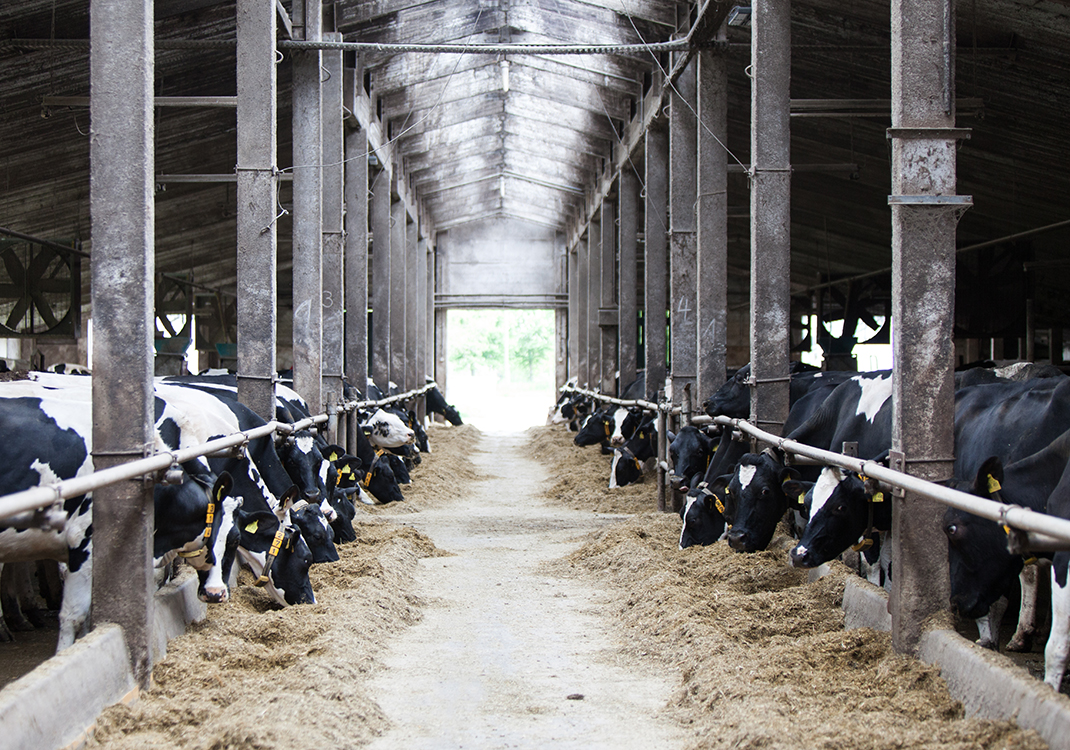 Nedap customer Schröder their barn