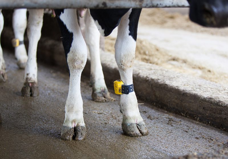 Cow wearing the Nedap Smarttag Leg