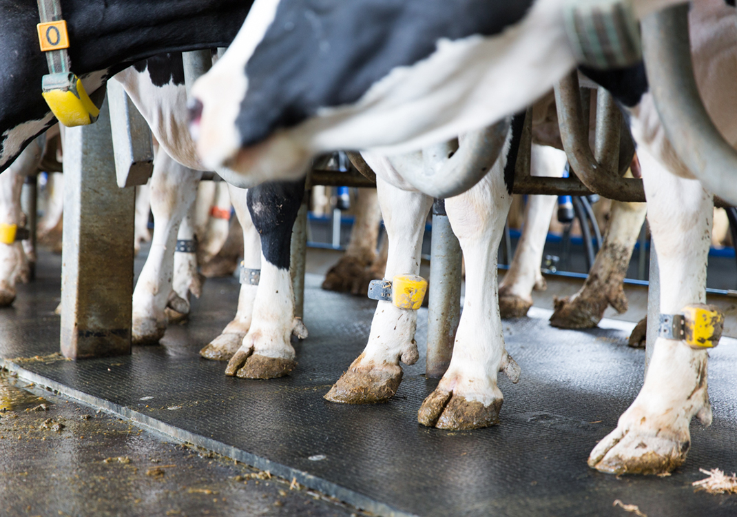 Cows wearing the Nedap Smarttag Leg