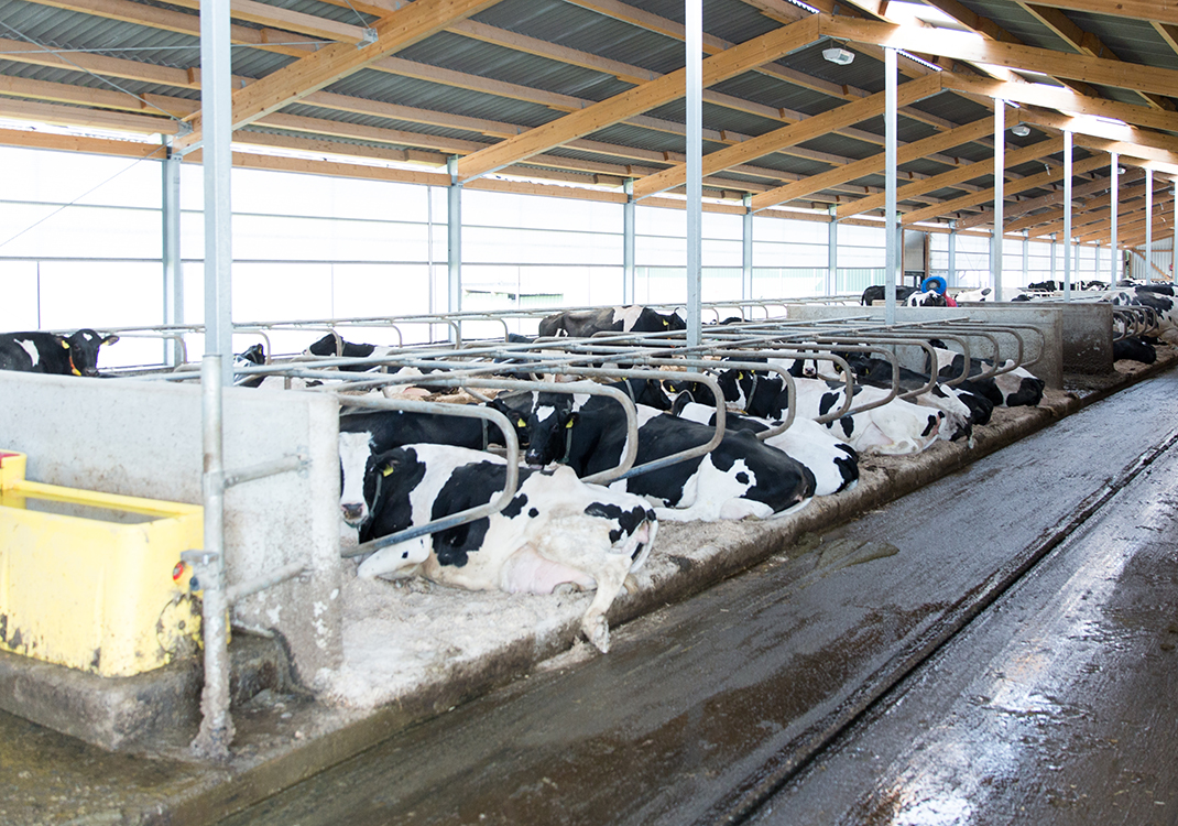 Cows resting