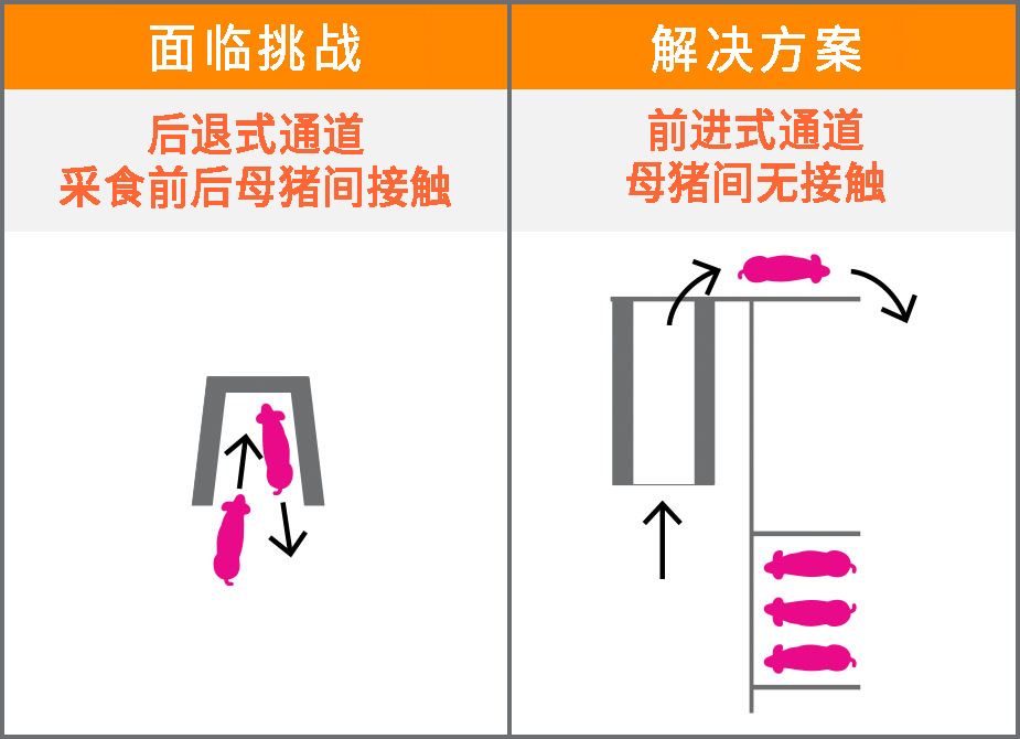 3、母猪接触.jpg